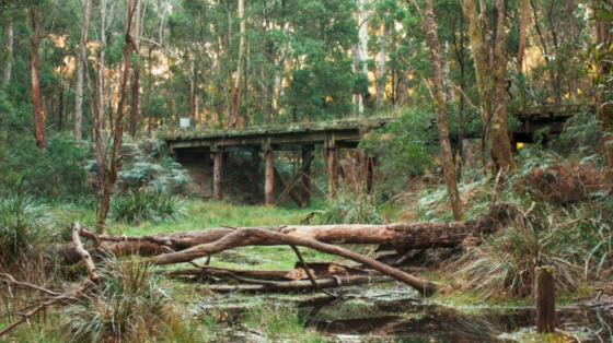 Victoria Walks Domino Rail Trail walk, Lyonville to Trentham. For Great Weekend Walks article. 560x315.